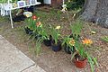 Daylilies