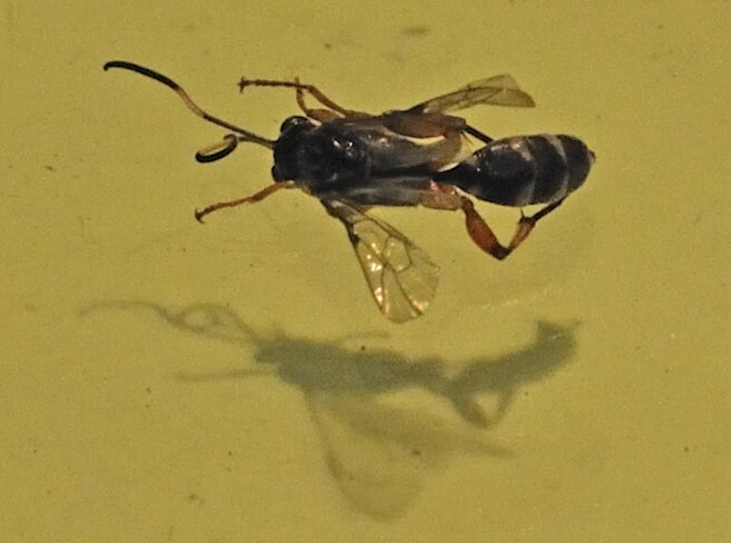 File:Dead Ichneumonidae.tiff