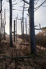 Thumbnail for File:Dead pines being engulfed by sand, north of Victoria Road, Freshfield - geograph.org.uk - 4769808.jpg