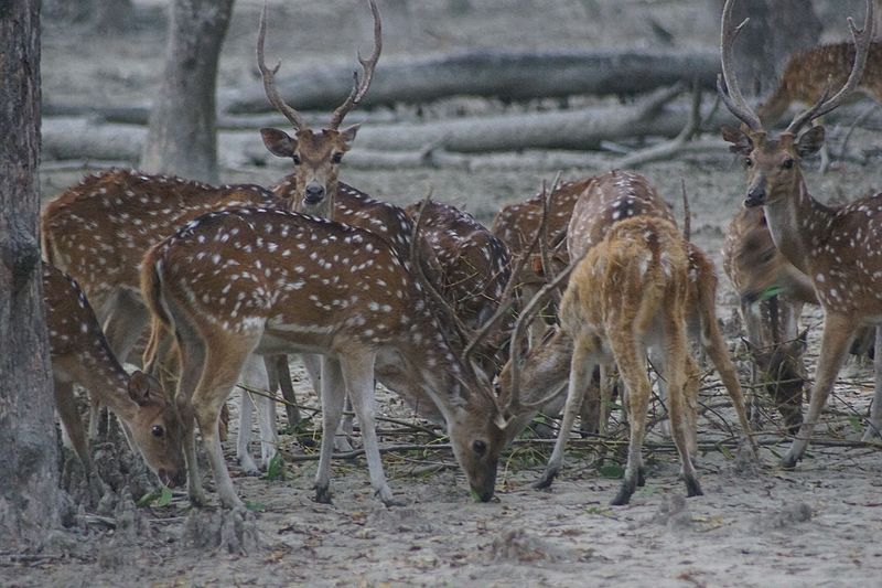 File:Deer at the Sundarban1.jpg