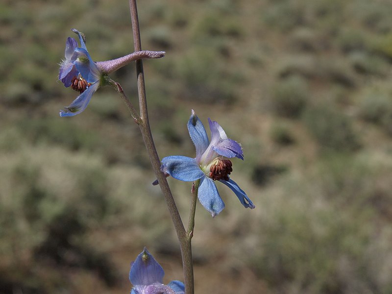 File:Delphinium parishii ssp. parishii.jpg