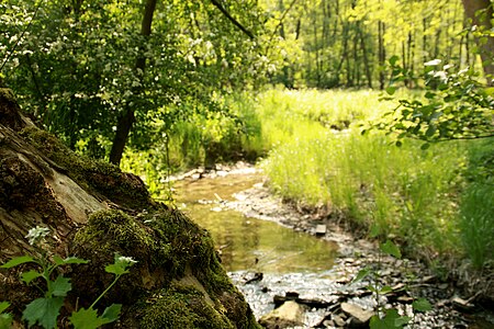 Der Borstenbach