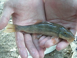 Catostomus clarkii