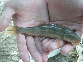 <span class="mw-page-title-main">Desert sucker</span> Species of fish