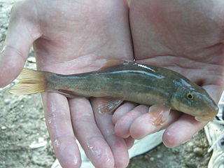 Desert sucker species of fish