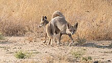 Mating white-footed foxes Desert foxes in the throes of passion (50638266987).jpg