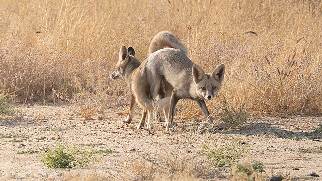 Mating white-footed foxes