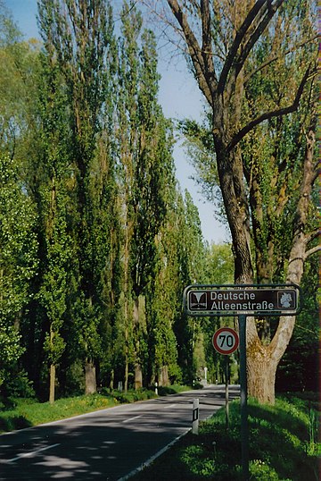 File:Deutsche Alleenstrasse Reichenau.jpg