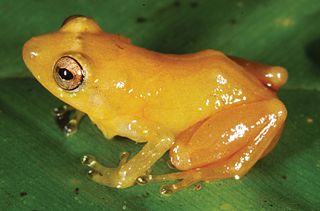 <i>Diasporus citrinobapheus</i> Species of frog