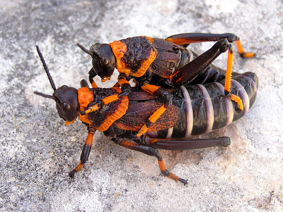 Dictyophorus