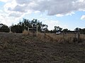 Dingo Barrier fence crossing, near Bell, Queensland.jpg