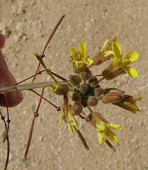 Beskrivelse av Diplotaxis harrablomst og pods.JPG-bilde.