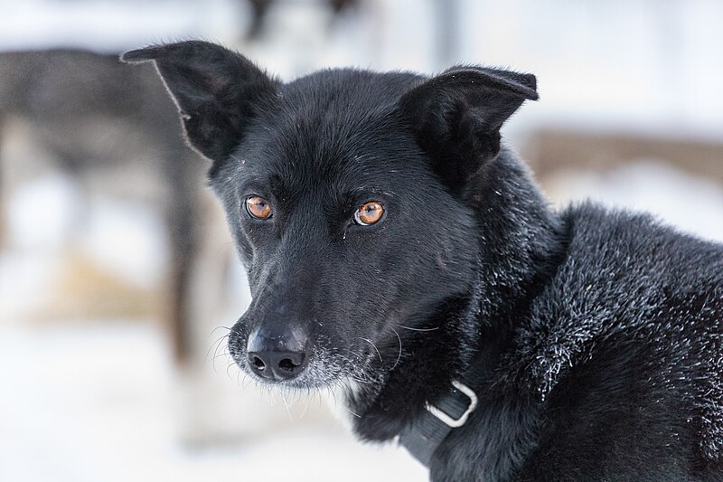 File:Dog head, Alaska (27362566388).jpg