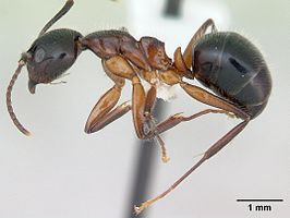 Dolichoderus germaini