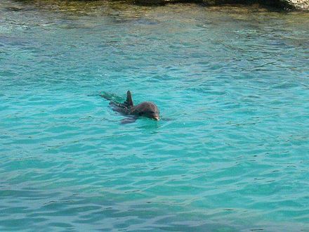 Dolphin Show at the Bayworld