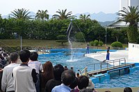 鲸鱼博物馆内的海豚表演