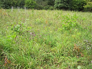 <span class="mw-page-title-main">Downe Bank</span> UK nature reserve