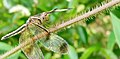 Dragonfly Closeup.jpg