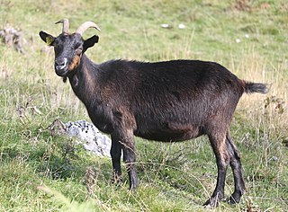 <span class="mw-page-title-main">Drežnica goat</span> Slovenian goat breed
