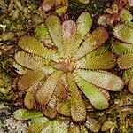 Drosera hamiltonii (2). 
 JPG