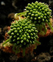 Brutschuppen an Drosera scorpioides