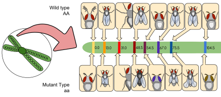 Tập tin:Drosophila Gene Linkage Map.svg