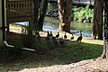 Ducks along the Chattahoochee