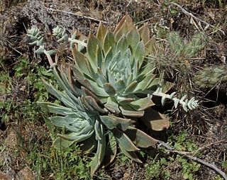 <i>Dudleya traskiae</i> species of plant