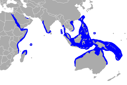 Dugong - Wikipedia