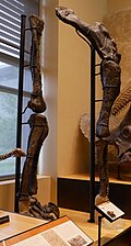 List of sauropodomorph type specimens - Wikipedia