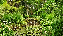 Edward Whittall's garden in Bornova, 2014 EWG Bottom Pond.jpg