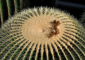 Echinocactus grusonii (« coussin de belle-mère »), cactus d'origine mexicaine. (définition réelle 4 036 × 2 848)