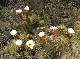 Echinopsis candicans elinympäristössään.