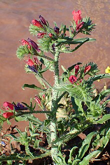 Echium horridum kz03.jpg