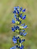 Miniatura para Echium vulgare