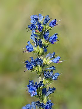 Echium vulgare (flowers).jpg