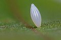 * Nomination Egg of Lemon Emigrant (Catopsilia pomona pomona). By User:Ankit0908 --Atudu 04:33, 6 December 2023 (UTC) * Decline  Oppose Not sharp and significant CA, sorry. --Plozessor 06:32, 6 December 2023 (UTC)