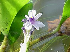 Jacinthe d'eau (Camalote), Eichhornia azurea, en fleur.