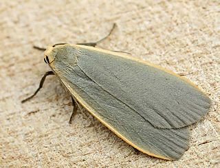 <i>Collita griseola</i> Species of moth