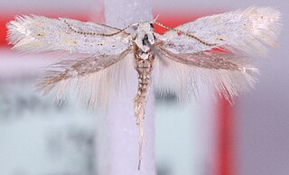 <i>Elachista olschwangi</i> Species of moth
