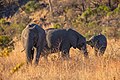 * Nomination African bush elephants (Loxodonta africana), Kruger National Park, South Africa --Poco a poco 16:52, 17 October 2018 (UTC) * Promotion  Support Good quality --Adámoz 17:35, 17 October 2018 (UTC)