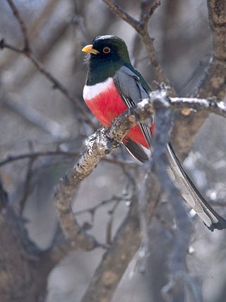 <span class="mw-page-title-main">Elegant trogon</span> Species of bird