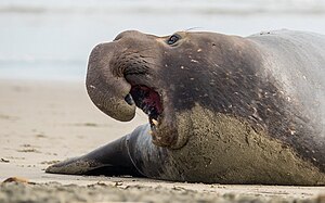 Elephant seal at Drakes Bay Elephantsealdrakesbeach.jpg