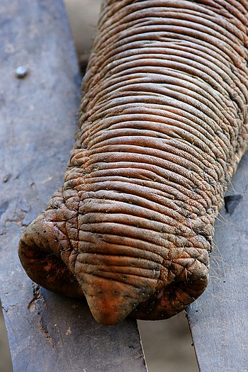 Elephas Maximus Trunk Closeup.jpg