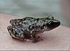 A black frog with green spots