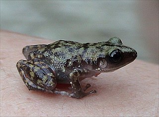 <i>Eleutherodactylus marnockii</i> Species of amphibian