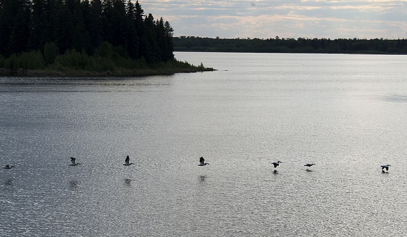 File:Elk Island National Park pelicans in flight.jpg