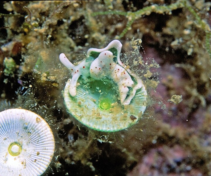 File:Elysia timida (Risso, 1818) sur Acetabularia acetabulum (Linnaeus) P.C. Silva, 1952 2.jpg