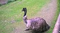 Emu