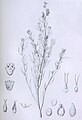 Illustration Atriplex suckleyana als Teil der Erstbeschreibung